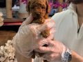 Toy Poodle Yavruları Minik ve A kalite Teacup