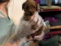 Toy Poodle Yavruları Minik ve A kalite Teacup