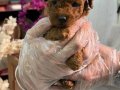 Toy Poodle Yavruları Minik ve A kalite Teacup
