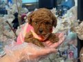 Toy Poodle Yavruları Minik ve A kalite Teacup