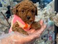 Toy Poodle Yavruları Minik ve A kalite Teacup