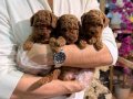 Toy Poodle Yavruları Minik ve A kalite Teacup