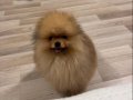 35 aylık Bozomuz Pomeranian Boo