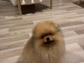 35 aylık Bozomuz Pomeranian Boo