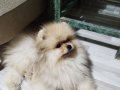 35 aylık Bozomuz Pomeranian Boo