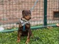 90 GÜNLÜK DİŞİ DOBERMAN AŞILARI TAM HERŞEYİYLE BERABER 