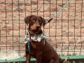 90 GÜNLÜK DİŞİ DOBERMAN AŞILARI TAM HERŞEYİYLE BERABER 