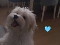Bembeyaz Erkek Maltese terrier 
