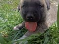 HER İLE GÖNDERİM OLUR SİVAS KANGAL YAVRU DİŞİ ERKEK 