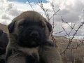 HER İLE GÖNDERİM OLUR SİVAS KANGAL YAVRU DİŞİ ERKEK 