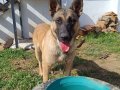En Samimi Dost Malinois