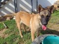 En Samimi Dost Malinois