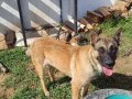 En Samimi Dost Malinois