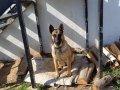 En Samimi Dost Malinois