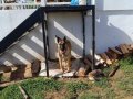 En Samimi Dost Malinois