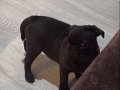 3 Ay 1 Haftalık Erkek Pug Aşıları Tam
