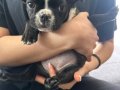 SİYAH BEYAZ MASKELİ FRENCH BULLDOG