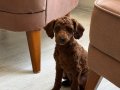 Poodle cinsi köpeğimize yuva aranıyor 