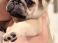 Ekstra minik egzotik ve klasik Pug