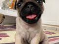 Ekstra minik egzotik ve klasik Pug