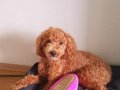 8 Aylık Erkek Toy Poodle