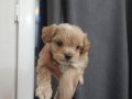 Maltipoo 2 aylık erkek yavru 
