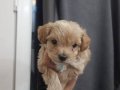 Maltipoo 2 aylık erkek yavru 