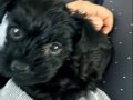 Gece Karası 3 Aylık Maltipoo Yavrum