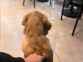 Golden Retriever Acil Güvenilir Yuva