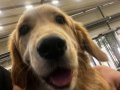 Golden Retriever Acil Güvenilir Yuva