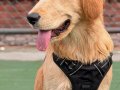 Golden Retriever Acil Güvenilir Yuva
