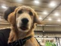 Golden Retriever Acil Güvenilir Yuva