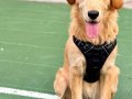 Golden Retriever Acil Güvenilir Yuva