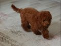 Henüz 5 Aylık Oyuncak Gibi Poodle