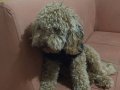 9 Aylık Erkek Poodle