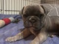 Blue Dişi French Bulldog