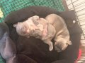Blue Dişi French Bulldog