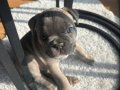 Blue Dişi French Bulldog