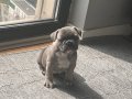 Blue Dişi French Bulldog