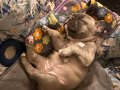 Blue Dişi French Bulldog