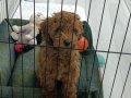 4 Aylık Kore Poodle Aşıları Tam