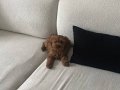 Kıvırcık Kafa 3 Aylık Poodle
