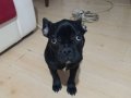 Komut Bilen Sosyal French Bulldog