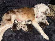 Prens ve prenses border collie yavruları 