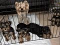 Mini Biblolar Karakteri Boyundan Büyük Yorkshire Terrier 