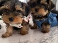 Mini Biblolar Karakteri Boyundan Büyük Yorkshire Terrier 