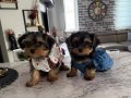 Mini Biblolar Karakteri Boyundan Büyük Yorkshire Terrier 