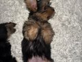 Mini Biblolar Karakteri Boyundan Büyük Yorkshire Terrier 