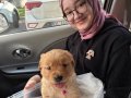 45 Günlük Dişi Golden Retriever