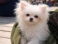 Beyaz Kartopu Pomeranian Boo